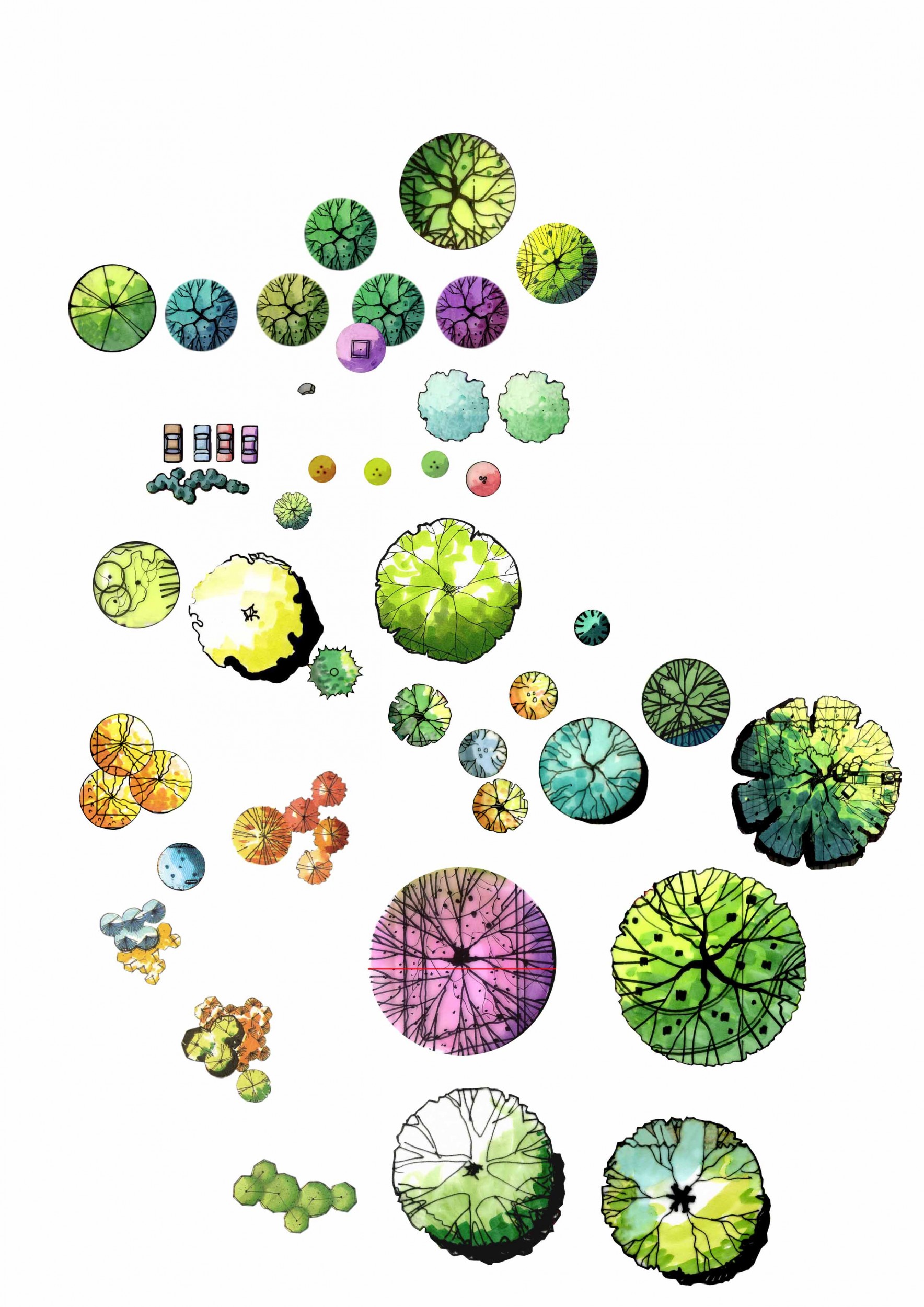 【免费资料】景观设计常用手绘平面植物 PSD
