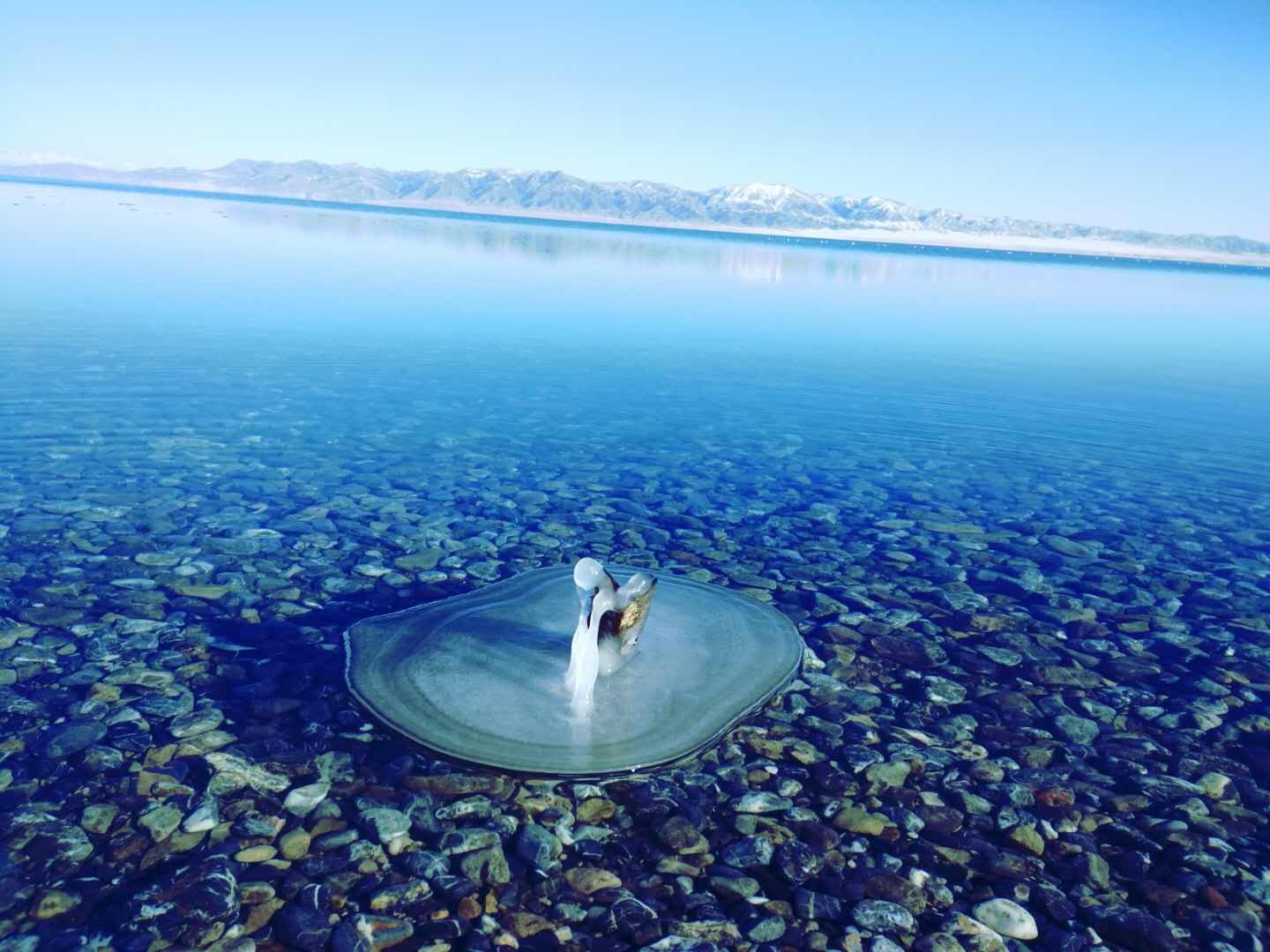 珍鲜！真鲜——赛里木湖的高白鲑|新疆|赛里木湖|鲑鱼_新浪新闻