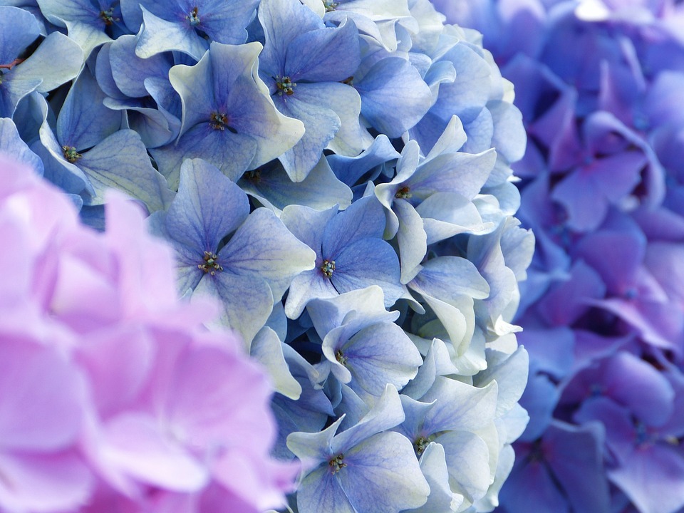 夏天开放的淡紫色绣球花
