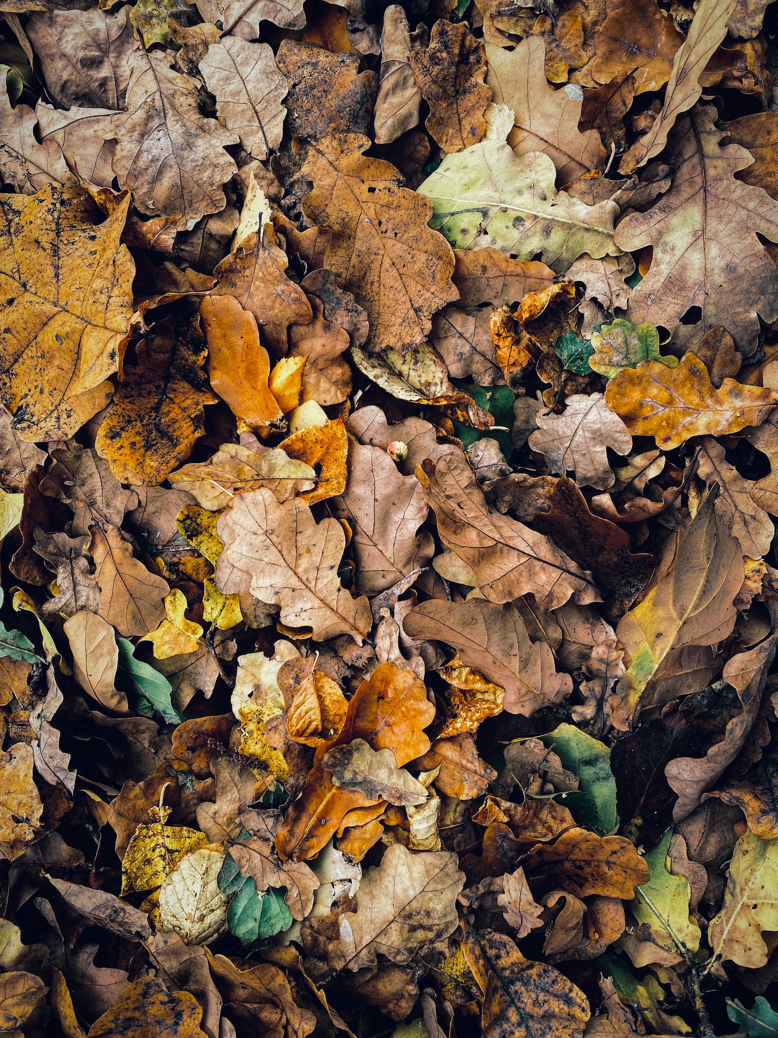 秋天堆积在一起的落叶