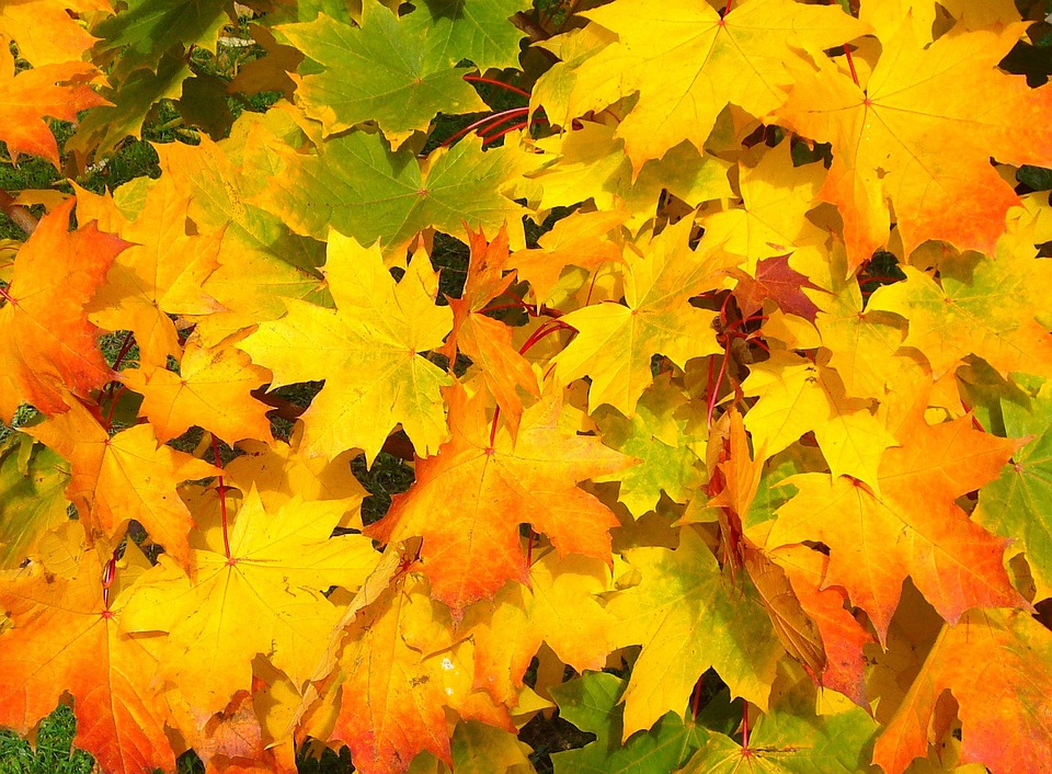 秋天黄色与绿色的落叶
